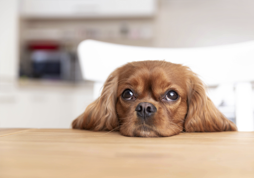 Ein kleiner und niedlicher Hund, welcher sein Kopf auf dem Tisch ablehnt