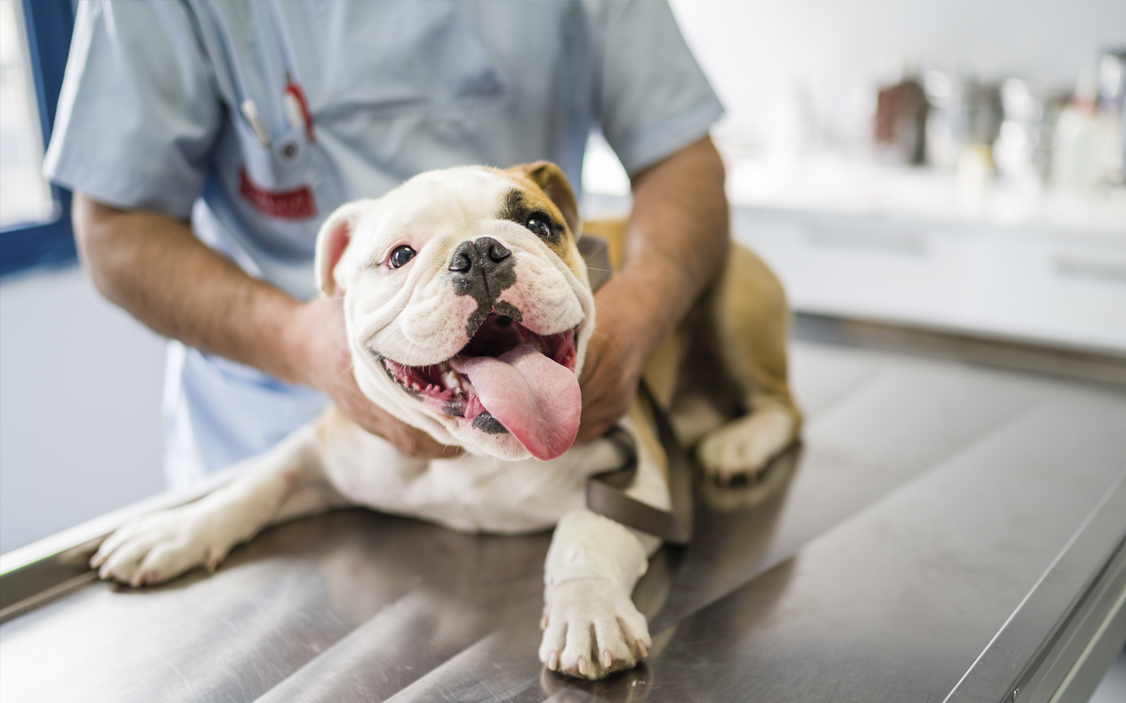 Hund wird auf Untersuchungstisch von Tierarzt behandelt