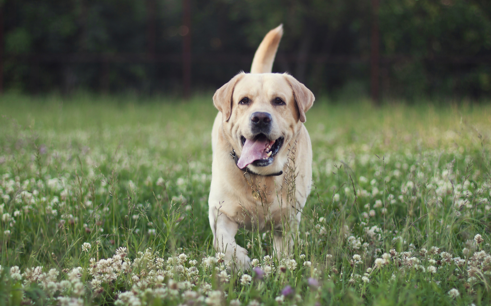 Golden Retriever Hund läuft mit Zunge draußen in einer Sommerwieße auf den Betrachter zu
