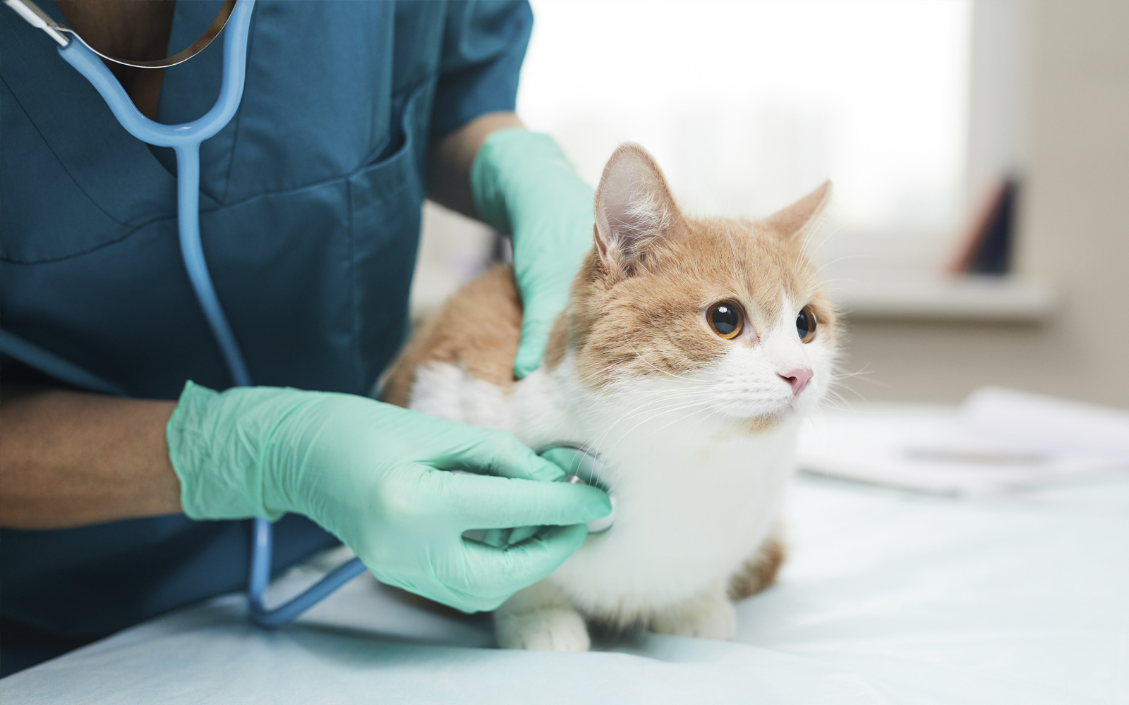 Katze wird von Tierärztin auf dem Behandlungstisch abgehört